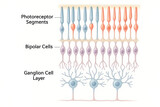 Detailed illustration of the human retina layers, including photoreceptor segments, bipolar cells, and ganglion cell layer, highlighting the neural pathways of vision.