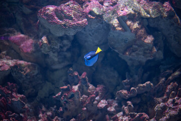 Wall Mural - The blue tang, or flag tang, is a species of marine ray-finned fish in the surgeonfish family. It is the only representative of the genus Paracanthurus. 