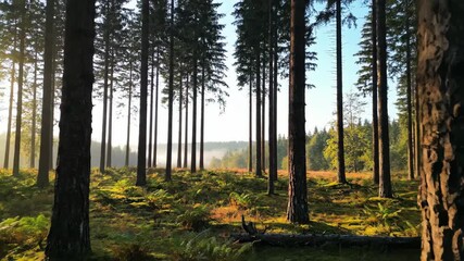 Wall Mural - Atmospheric timelapse capturing a misty forest gradually transforming as fog recedes from the woods misty, dynamic, wilderness