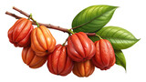 Garcinia gummi gutta fruit showcasing its vibrant colors and unique texture on a branch