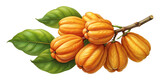 A beautiful illustration of Garcinia gummigutta fruits and foliage on a branch