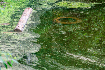 Wall Mural - A log is floating in a pond with green algae on it
