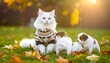 © Phu - Fluffy cat and puppies in autumn park