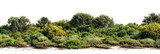 Cutout of lush, vibrant vegetation featuring a variety of trees, shrubs, and grasses, perfect for