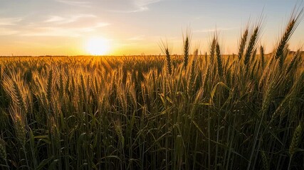 Wall Mural - Medium shot showing the interaction of sunlight and crop growth emphasizing the significance of day length in planning the perfect harvest schedule for optimal productivity.