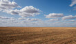 © eskstock - Vast golden wheat field under a striking blue sky dotted with fluffy white cumulus clouds