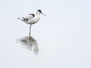 Wall Mural - Avocet, Recurvirostra avosetta