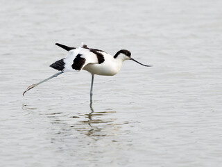 Wall Mural - Avocet, Recurvirostra avosetta