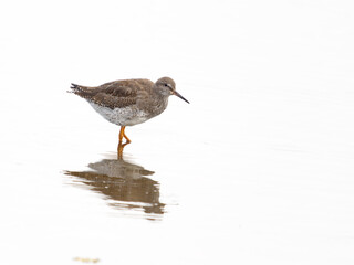 Wall Mural - Redshank, Tringa totanus