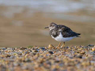 Wall Mural - Turnstone, Arenaria interpres