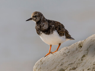 Wall Mural - Turnstone, Arenaria interpres