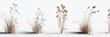 © Nur - Dried grasses and weeds against a white background