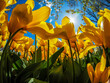 © Marcin Dobas - Low angle view of vibrant yellow tulips against blue sky and sunlight on a clear spring day. tullips blooming at Keukenhof, The Netherlands