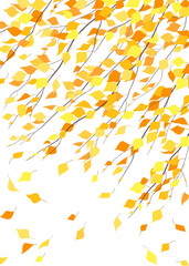 Wall Mural - Autumn Background with Birch Branches in Wind.