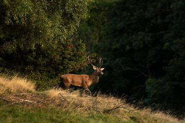 Wall Mural - A red deer in the mating season. A deer during rutting season. A cervus elaphus in its natural habitat. 
