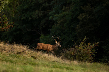 Wall Mural - A red deer in the mating season. A deer during rutting season. A cervus elaphus in its natural habitat. 