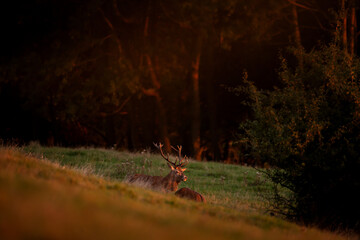 Wall Mural - A red deer in the mating season. A deer during rutting season. A cervus elaphus in its natural habitat. 