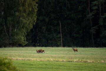 Wall Mural - A red deer in the mating season. A deer during rutting season. A cervus elaphus in its natural habitat. 