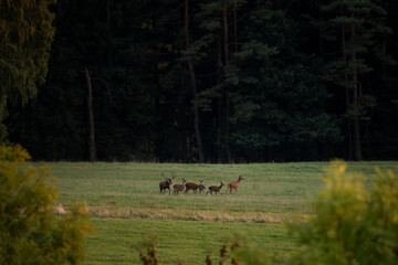 Wall Mural - A red deer in the mating season. A deer during rutting season. A cervus elaphus in its natural habitat. 
