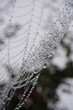 © Somnath - dew on a sdew onspri a spider web