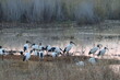 © Polly - Sacred Ibis