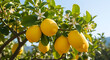 © muaz - A lemon tree with ripe fruit and blossoms
