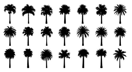 Silhouetted palm trees in a variety of shapes and sizes.