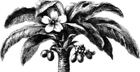 Vintage botanical illustration of palm tree with blooming flower for natural design