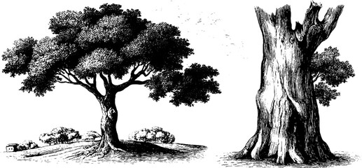 Vintage hand-drawn tree and bark texture illustration for nature-themed designs