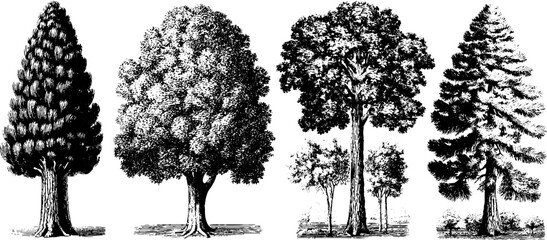 Vintage etched tree silhouettes depicting pine trees – perfect for retro design projects