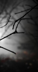 Wall Mural - Happy Halloween text hanging in mysterious wilderness at midnight covered dense fog. Dramatic smoky atmosphere effect around branches deserted woodland for spooky Halloween background.
