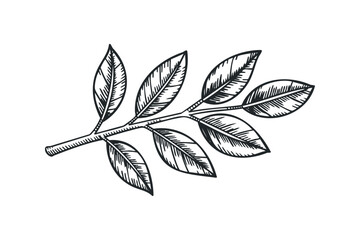 Wall Mural - Hand Drawn Branch with Seven Leaves. Vector hand drawn illustration