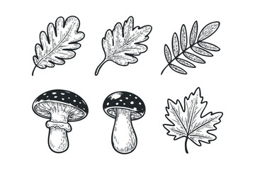 Wall Mural - Six Black and White Illustrations of Autumn Leaves and Mushrooms. Vector hand drawn illustration