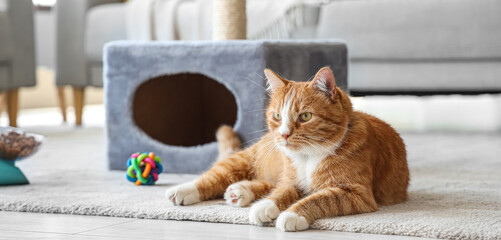 Naklejka na meble Cute cat lying near scratching post at home