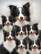 © Frederick - Border Collie Collection Of Emotions