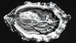 © arix - Oyster shell close-up, black and white