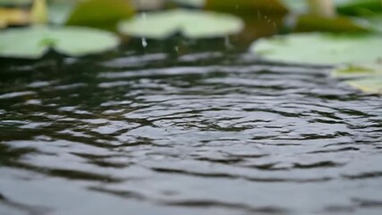 Wall Mural - Tranquil timelapse of a serene pond surface gradually becoming agitated by falling rain droplets, creating ripples serene, wet, pond