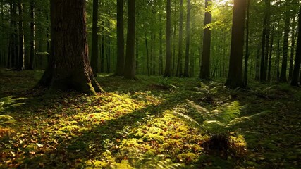 Wall Mural - time-lapse of sunlight and shadows dancing across a lush forest floor as the day progresses forest, 