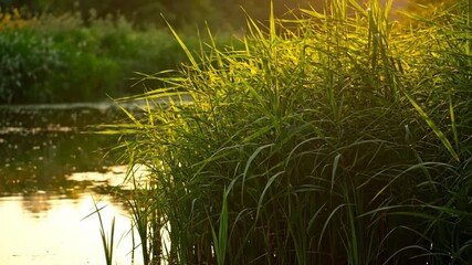Wall Mural - tall green reeds sway gently at the pond's edge as the camera slowly tracks along, bathed in warm li
