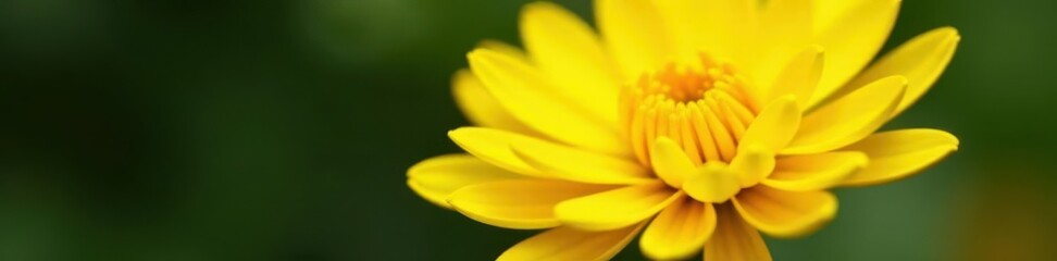 Wall Mural - Close-up of a vibrant yellow Chrysanthemum indicum flower , closeup, indicum, plant photography