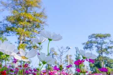 Wall Mural - Beautiful pink cosmos flowers blooming in garden,spring season.