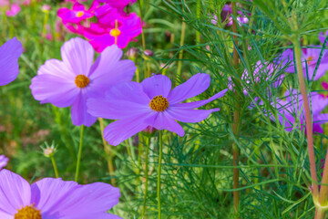 Wall Mural - Beautiful pink cosmos flowers blooming in garden,spring season.