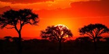 Silhouetted acacia trees against vibrant orange savanna sunset,   illustration,  dusk
