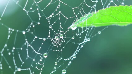 A beautiful closeup macro view of a delicate spiderweb adorned with shimmering water droplets from morning dew with a vibrant green leaf nearby.