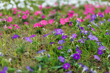  Petunias are grown in a colorful ground cover.