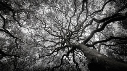 Wall Mural - Dramatic Low-Angle View of Sprawling Tree Branches Reaching Skyward in Striking Black and White
