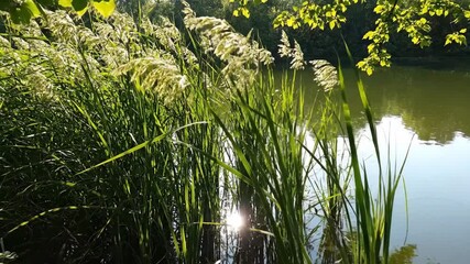 Wall Mural - Close-up handheld shot of tall reeds swaying subtly at the calm pond's edge under dappled sunlight green, relaxation, wilderness
