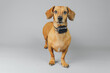 © reddish - Dachshund wearing gps collar on grey background for tracking and smart pet technology concept