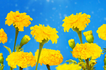 Wall Mural - Collage. Autumn flowers marigold on blue sky.
