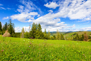 Wall Mural - rural area of transcarpathia in autumn. scenic view. countryside scenery with rolling hills in afternoon light. carpathian mountain landscape of ukraine on a sunny day. provincial outdoor adventure